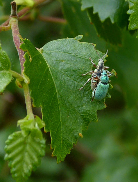 Phyllobius argentatus