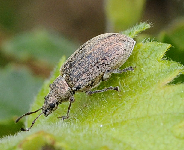 Phyllobius pyri