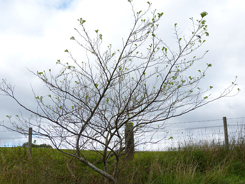 Hemichroa crocea larval effect on tree