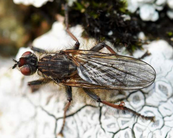 Scathophaga calida