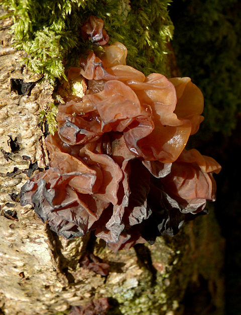 Tremella foliacea