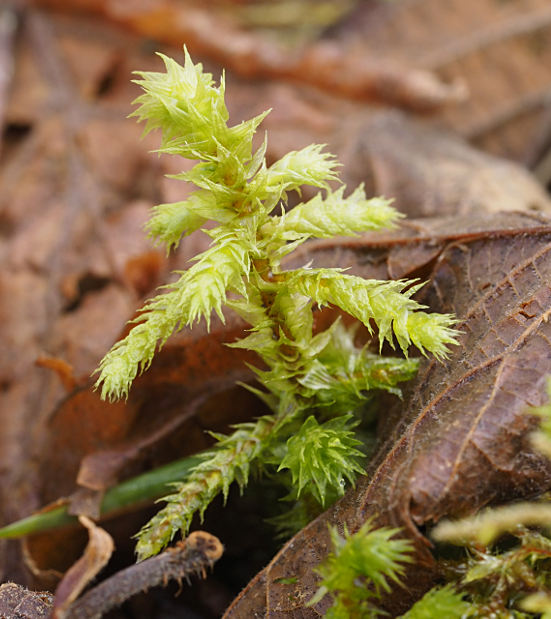 Rhytidiadelphus triquetrus